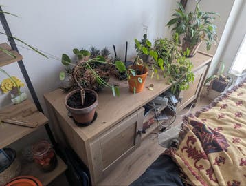 TV meubel hout gratis ophalen