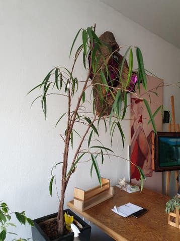 Gratis kamerplant ficus longifolia