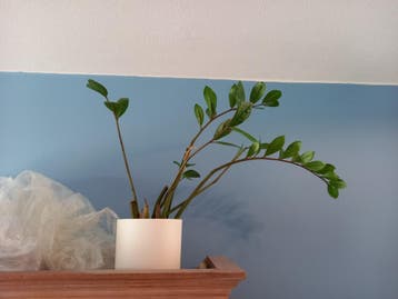 Gratis ophalen: ZZplant met pot