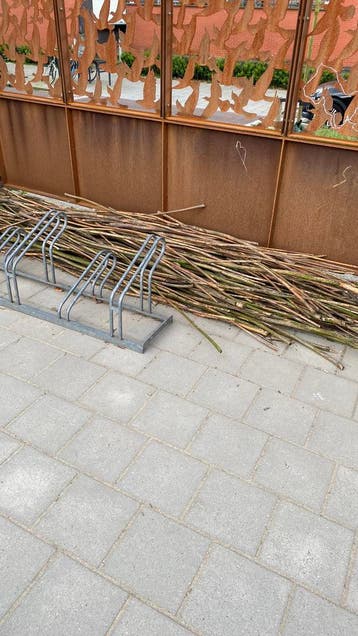 Wilgentenen 2 jaar oud.