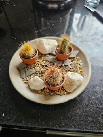 Klein schaaltje met mini cactussen