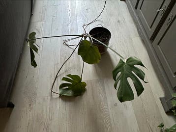 Monstera stek