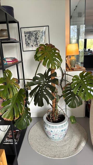 Plant GRATIS ophalen