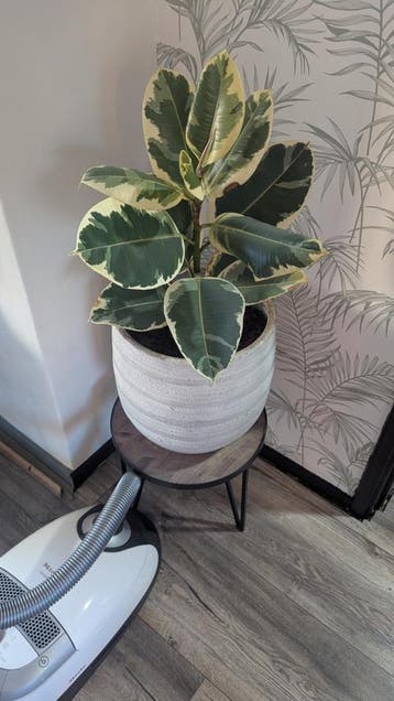 Kamerplant in witte pot