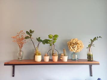 Gratis ophalen: stekjes, cactussen, vaasjes, wandplank.