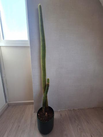 Cactus Vatricania Guentheri