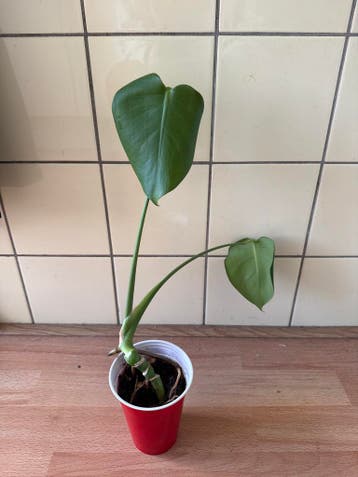Mini Monstera stek