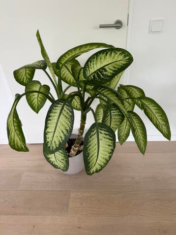 Gratis groene plant excl. pot