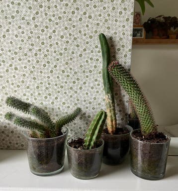 Vier cactussen