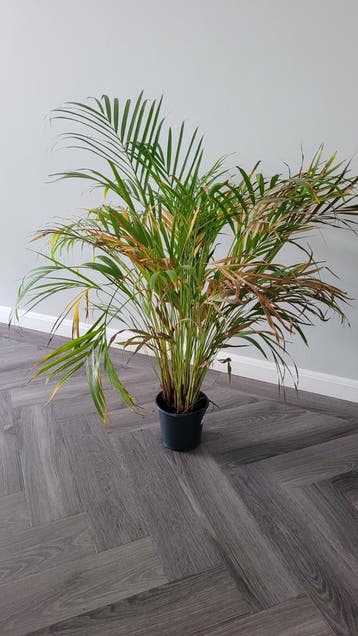 gratis af te halen: Grote Areca Palm