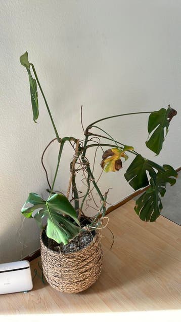 Gratis Monstera plant met mand