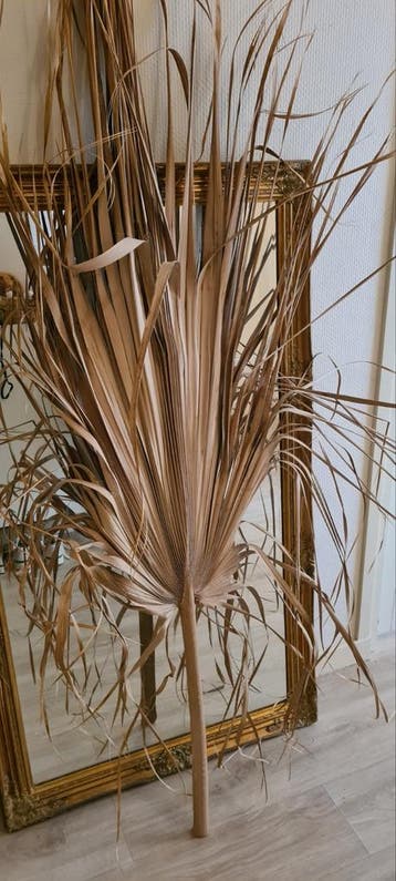Decoratief palmblad - Natuurlijke sfeermaker