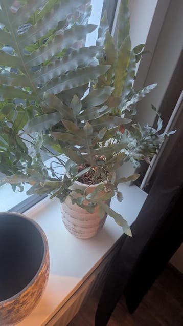 Twee kamerplanten met pot, bijna 9 jaar oud