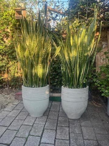 gratis ophalen 2x  kamerplant incl mooie pot