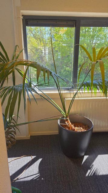 Grote Palmplant - Zoekt Nieuw Thuis