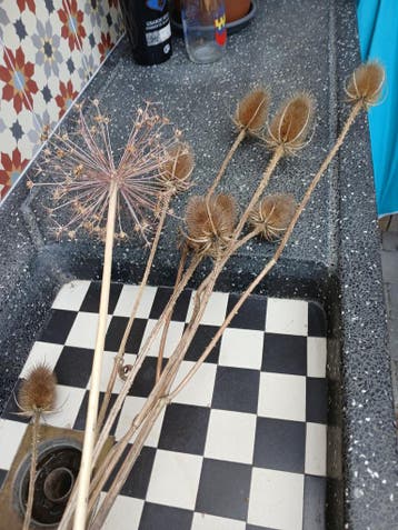 Droogbloemen