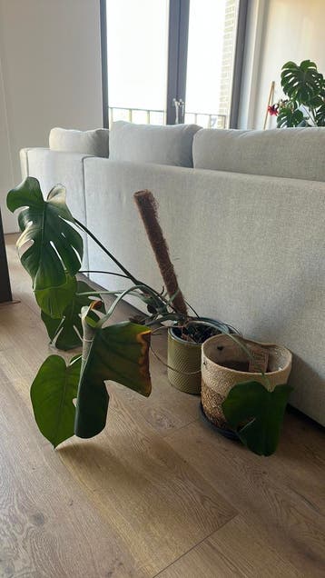 Monstera gratis ophalen