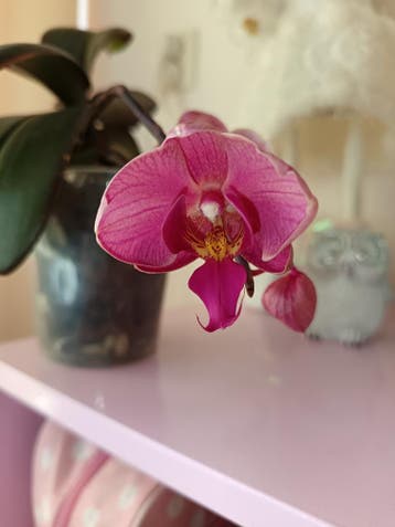 Orchidee 2e x in bloei zie omschrijving!