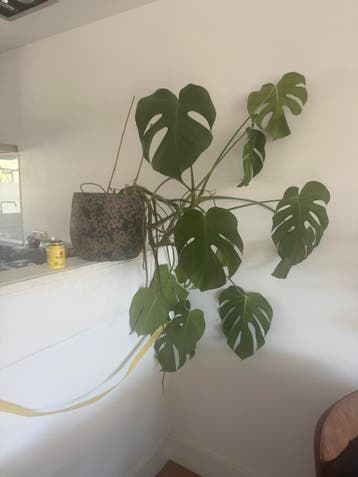 Gratis af te halen grote monstera