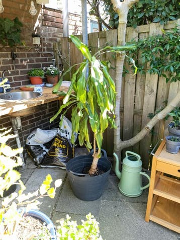 Dracaena drakenbloedboom kamerplant 125 cm,  gratis