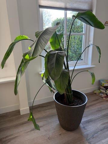 GRATIS OPHALEN grote Birds of Paradise (Strelitzia Nicolai)