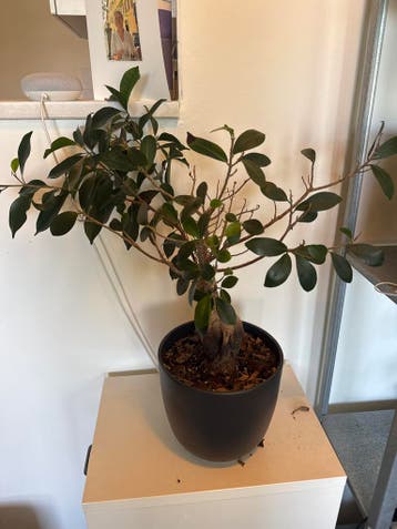 Plant (Ficus Microcarpa)