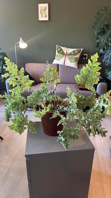 Plant (Blauwvaren)