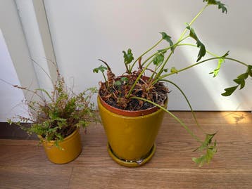 Twee planten zoeken een nieuw leven (zonder potten)