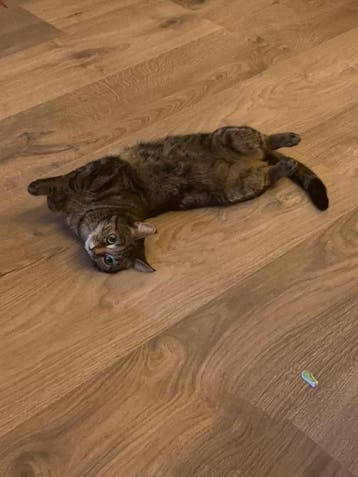 Word jij haar redder? Lieve poes (6 jaar) zoekt thuis!