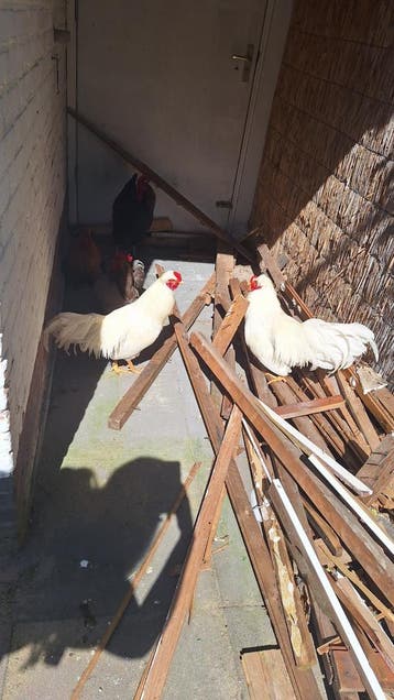 5 hanen gratis afhalen!