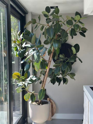 VERKOCHT! Ficus elastica - rubberplant (exclusief pot)