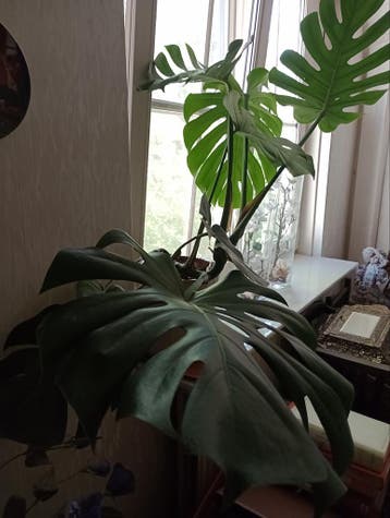 Monstera