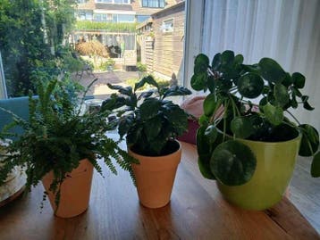 3x kamerplant gratis zonder pot
