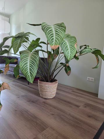 Plant zoekt nieuw plekje