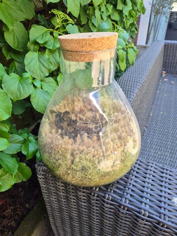 Pot voor planten gratis