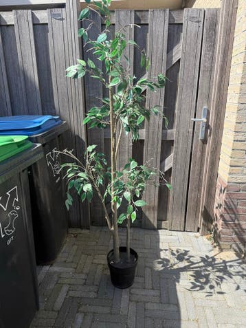 Kunstplant (Ikea) gratis