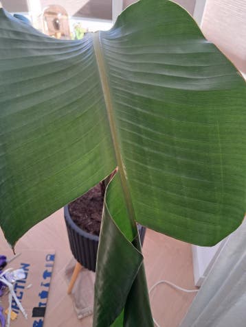 Strelitzia Nicolai (denk ik) gratis GERESERVEERD