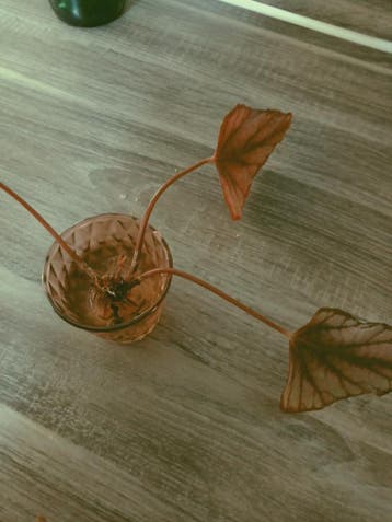 Geworteld stekje van begonia