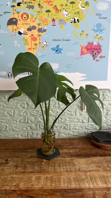 Stekje van Monstera