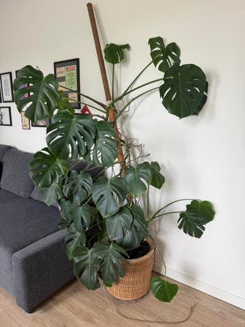 Ambitieuze Monstera (gatenplant) zoekt kamer
