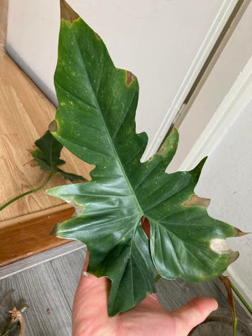 Philodendron Golden Dragon