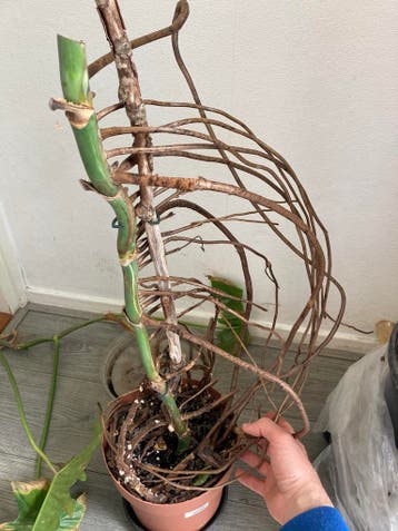 Monstera variegated for free