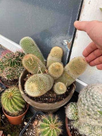 3 cactuses for free