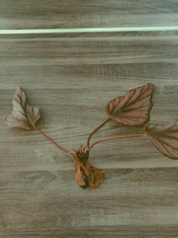 Geworteld stekje van blad begonia