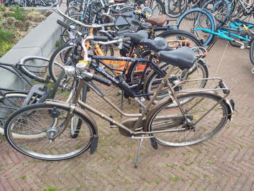 Klassieke Gazelle primeur