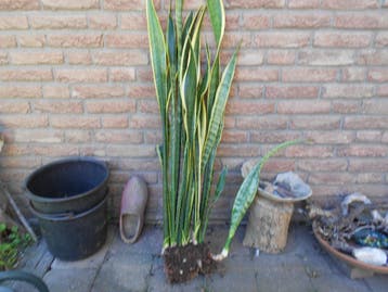 Gratis Sansevieria plant zonder pot