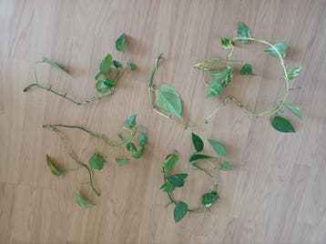Pothos stekjes (Epipremnum aureum) - Makkelijk te stekken