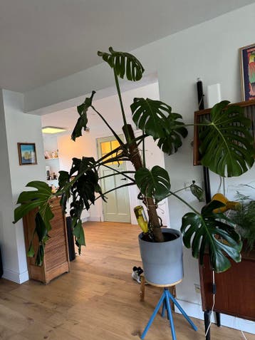 Mooie Monstera incl. pot en paal, gratis af te halen!