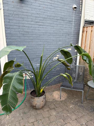 Grote paradijsvogelplant - gratis af te halen (excl. pot)