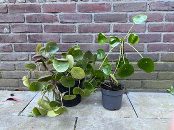 Gratis 2 pannenkoekplanten af te halen